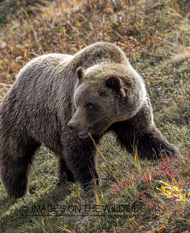 Grizzly bear in habitat.