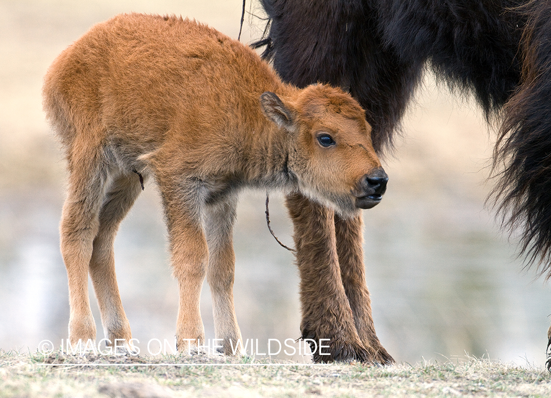 American Bison cow with calf in habitat