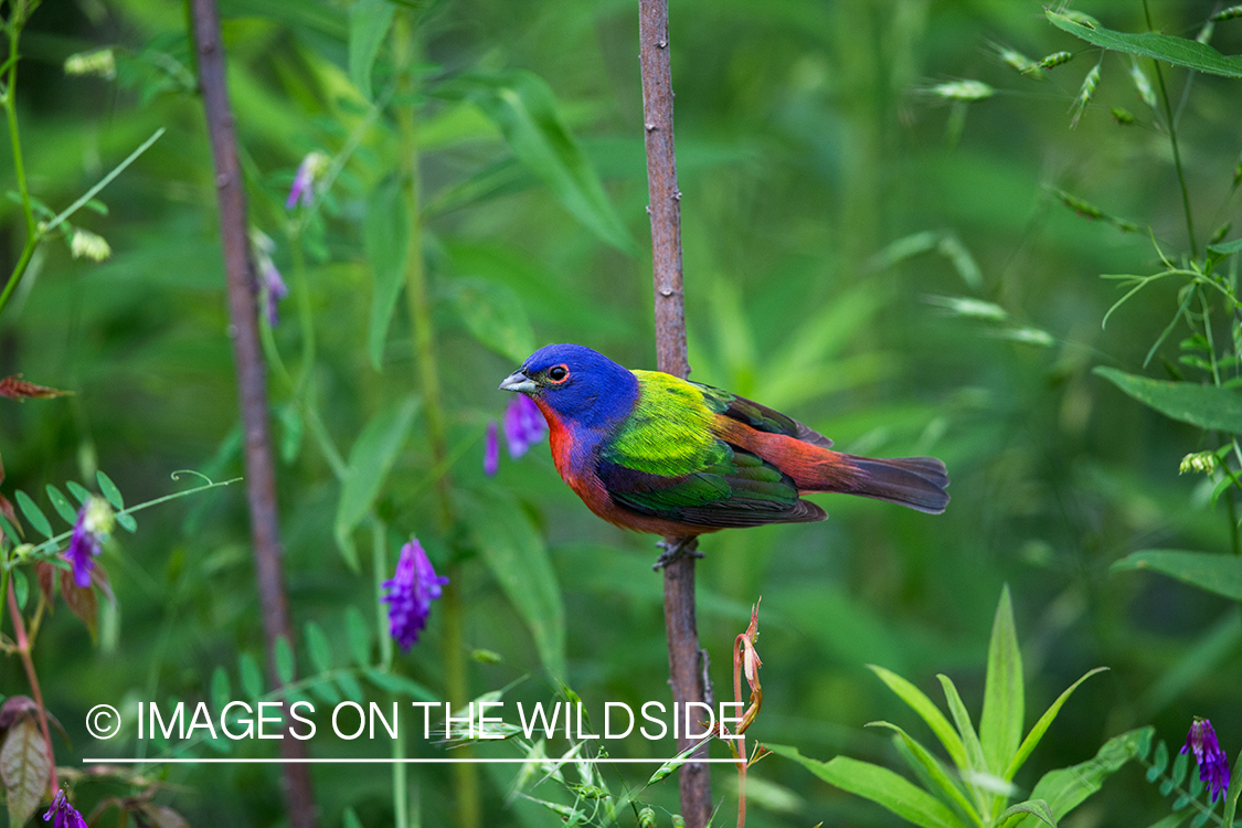 Painted bunting in habitat. 
