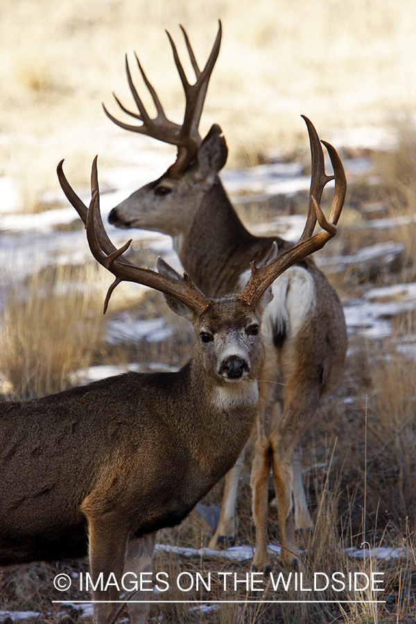 Mule deer 