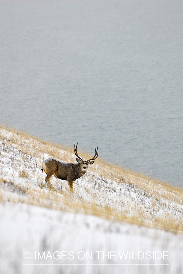 Mule deer 