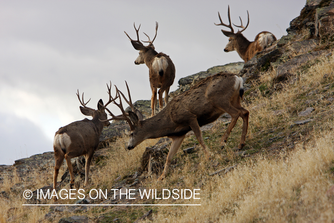 Mule Deer in Field