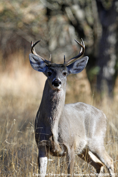 Coues white-tailed buck in field in Arizona. 