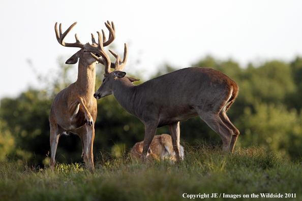 White-tailed bucks in velvet.  