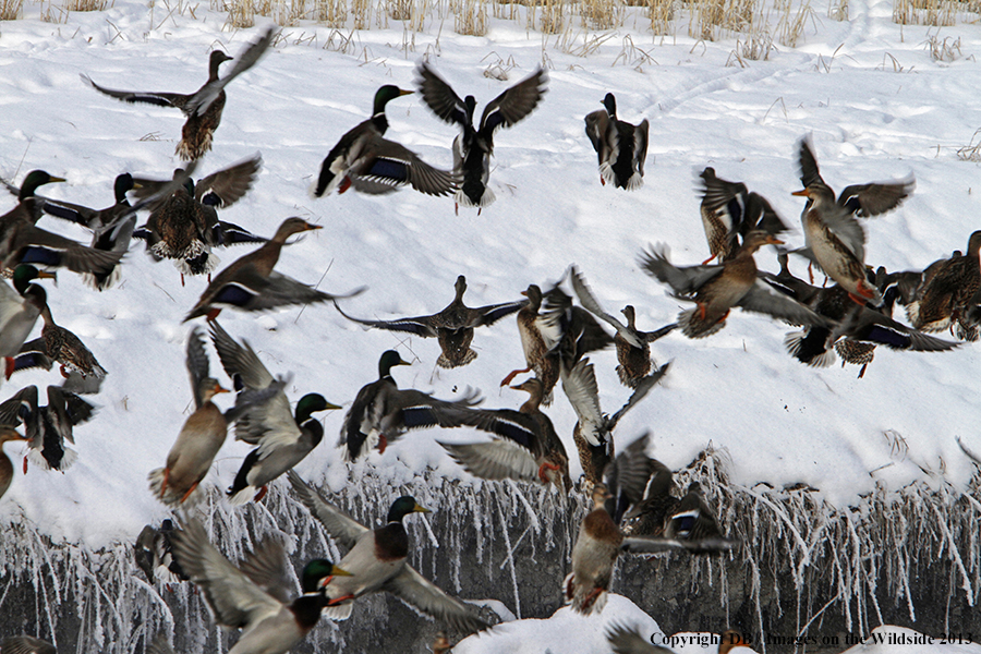 Mallards taking flight.