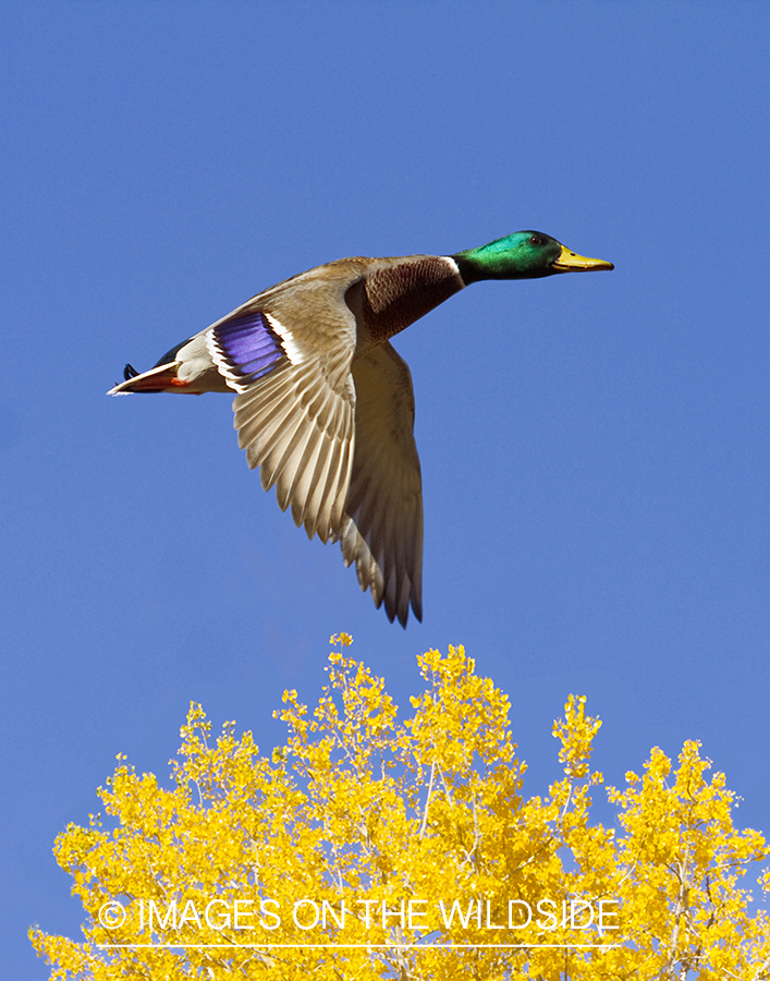 Mallard duck in flight.