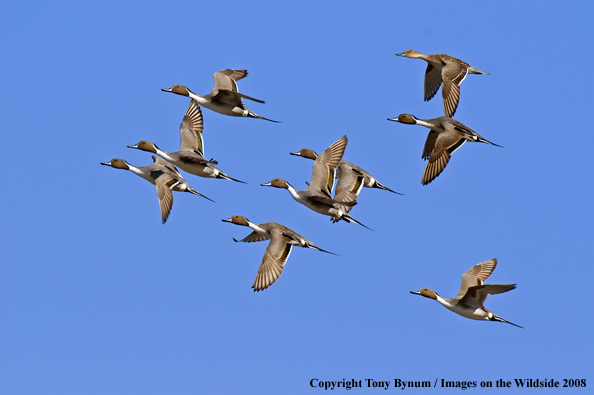 Pintails in habitat