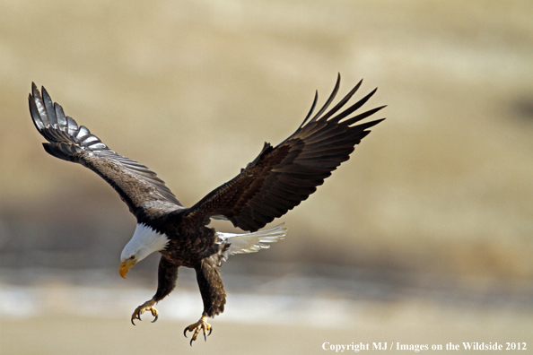 Bald eagle in flight.  