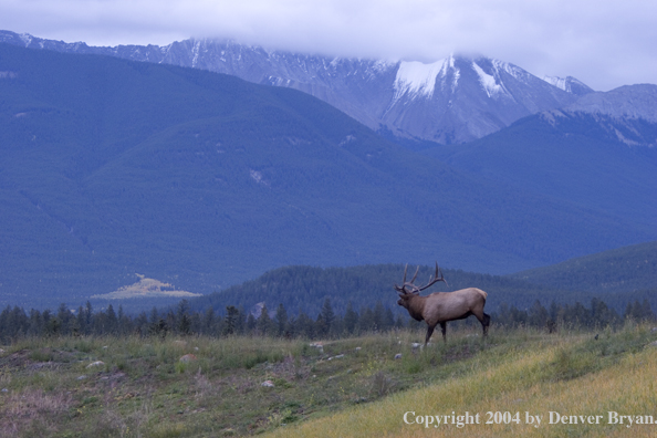 Rocky Mountain bull elk in habitat.