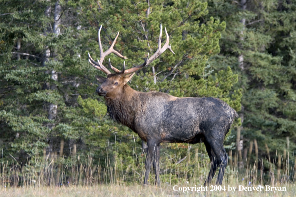 Rocky Mountain bull elk covered in mud.