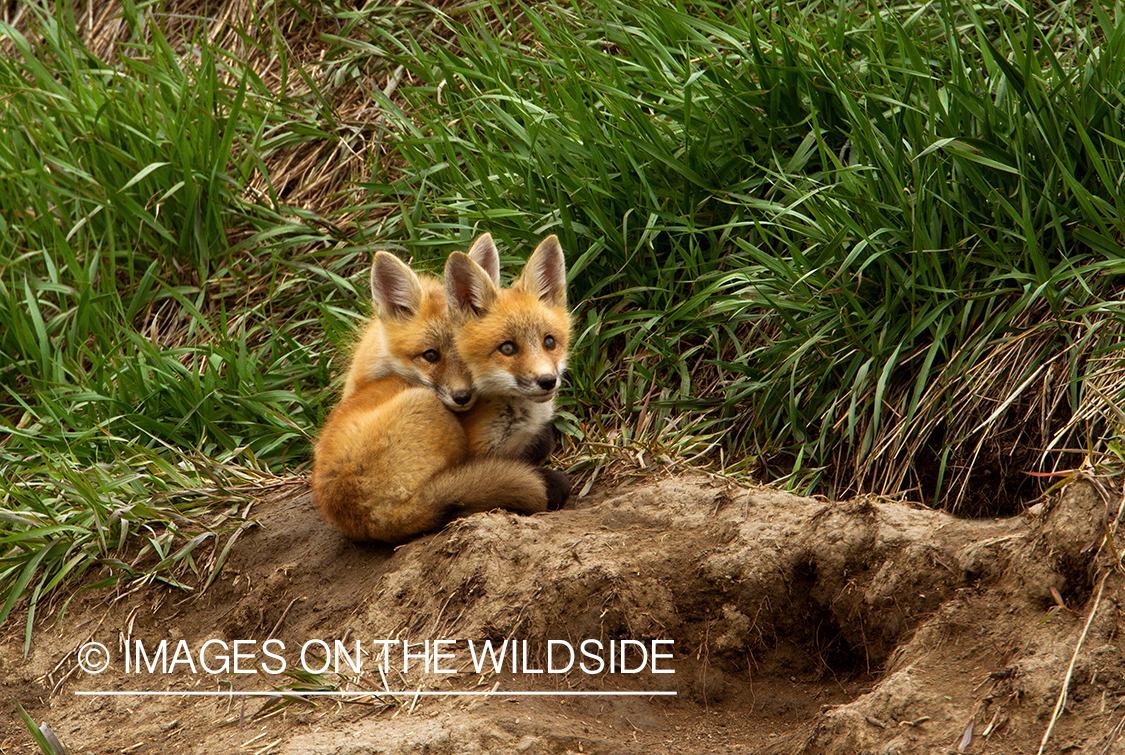 Red Fox pups playing near den. 