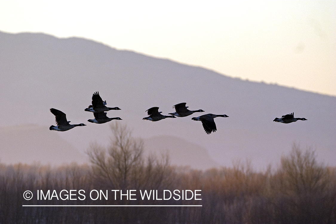 Canadian geese in flight at sunrise.