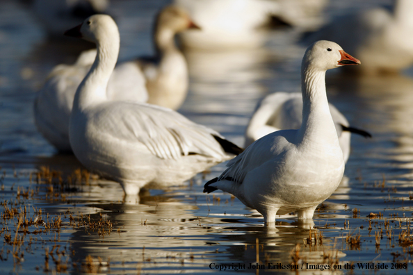 Snow geese in habitat