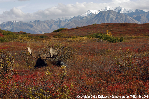 Alaskan Moose in Habitat