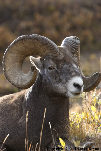 Rocky Mountain bighorn sheep (ram).