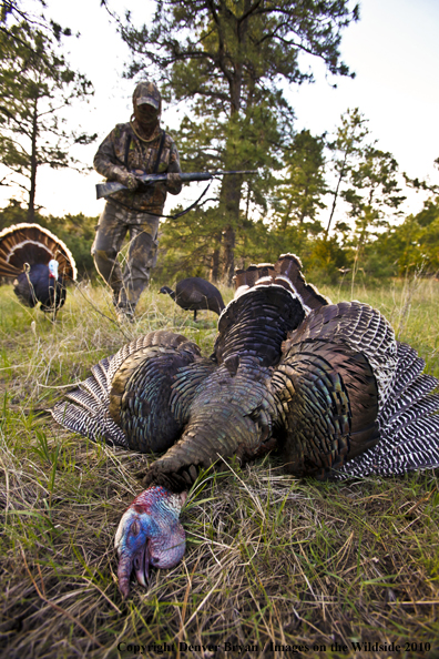 Hunter with bagged (Merriam's) turkey - decoy in bakcground