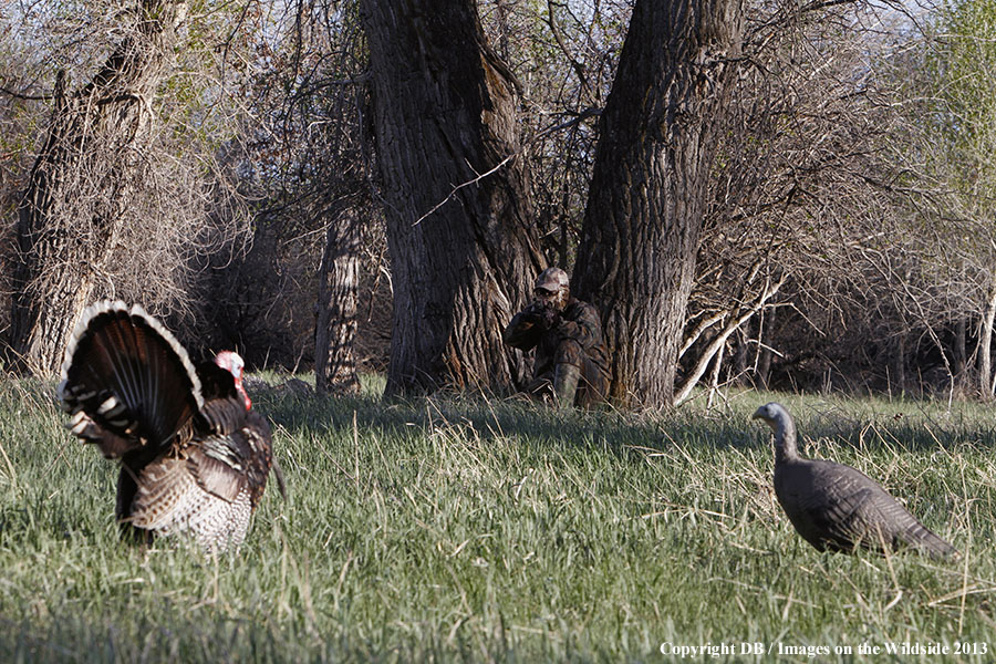 Turkey hunter shooting at gobbler with hen decoy.