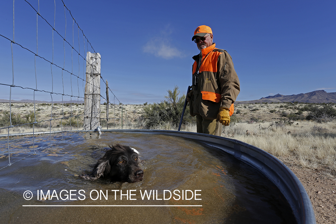 Gambel's Quail hunter with Boykin Spaniel on hunting trip in Arizona.