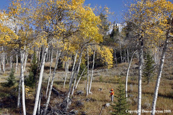Rifle hunter scouting for big game