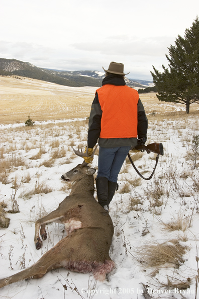 Deer hunter dragging bagged white-tailed buck.