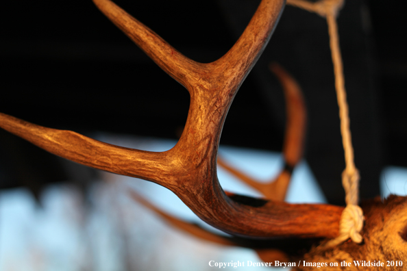 White-tailed buck killed by hunter. 