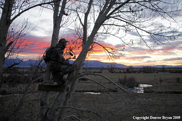 Bowhunter sitting in tree stand.
