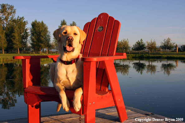 Yellow Labrador Retriever in chair