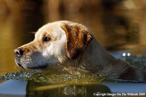Yellow Labrador Retriever