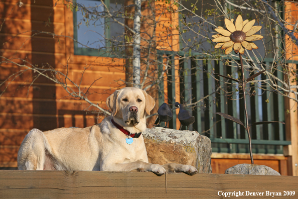 Yellow Labrador Retriever in yard