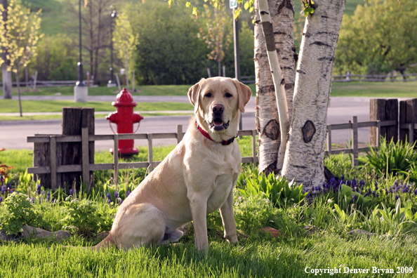 Yellow Labrador Retriever by flowers