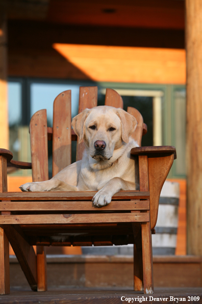 Yellow Labrador Retriever in chair
