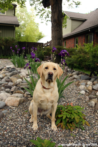 Yellow Labrador Retriever by flowers