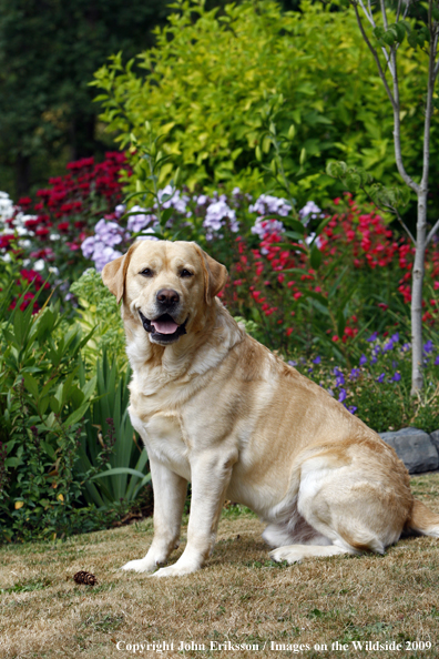 Yellow Labrador Retriever in yard