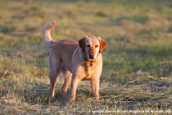 Yellow Labrador Retriever