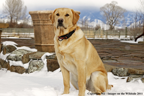 Yellow Labrador Retriever 