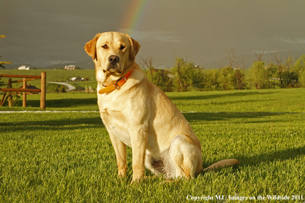 Yellow Labrador Retriever.