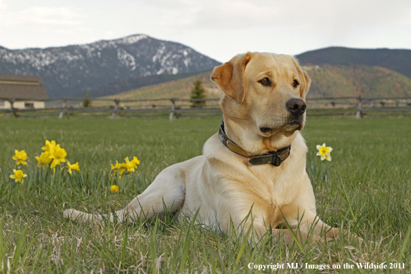 Yellow Labrador Retriever.