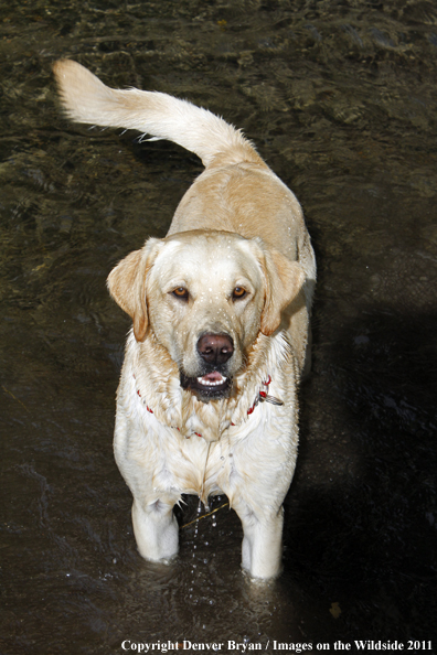 Yellow Labrador Retriever in water. 