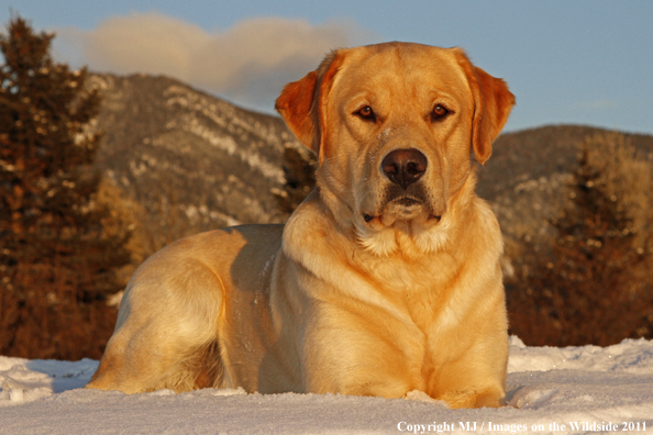 Yellow Labrador Retriever in snow.