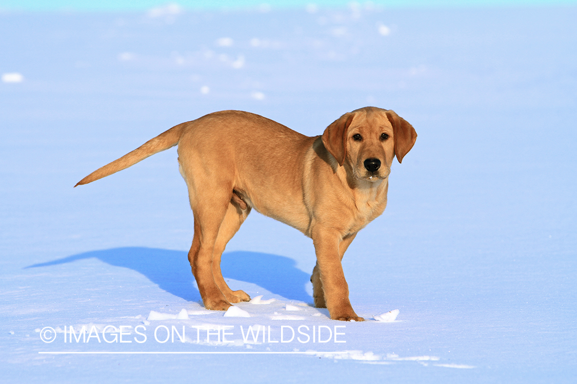 Yellow Labrador Retriever Puppy