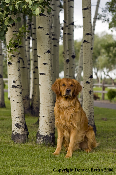 Golden Retriever in Aspen trees.