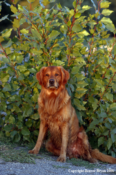 Golden Retriever 