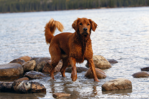 Golden Retriever