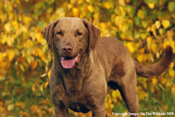 Chesapeake Bay Retriever