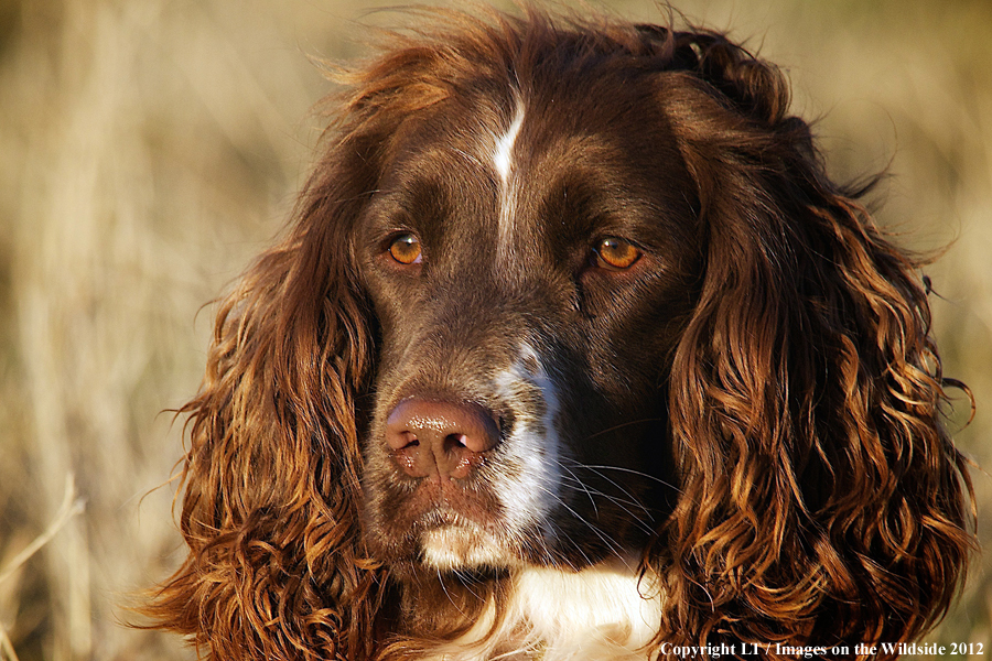 Springer spaniel. 
