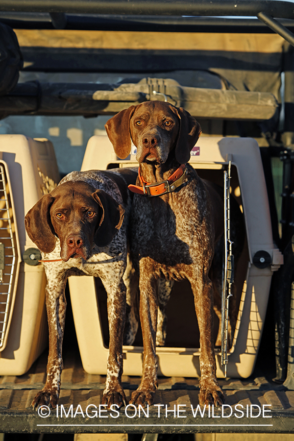 German shorthaired pointers in field.