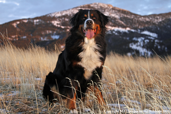 Bernese Mountain Dog.