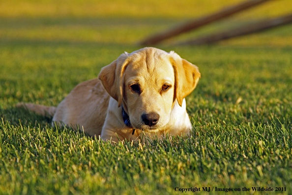 Yellow Labrador Retriever puppy