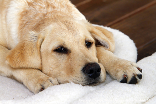 Yellow Labrador Retriever Puppy