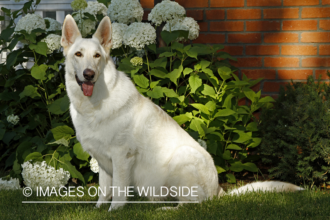 White German Shepherd